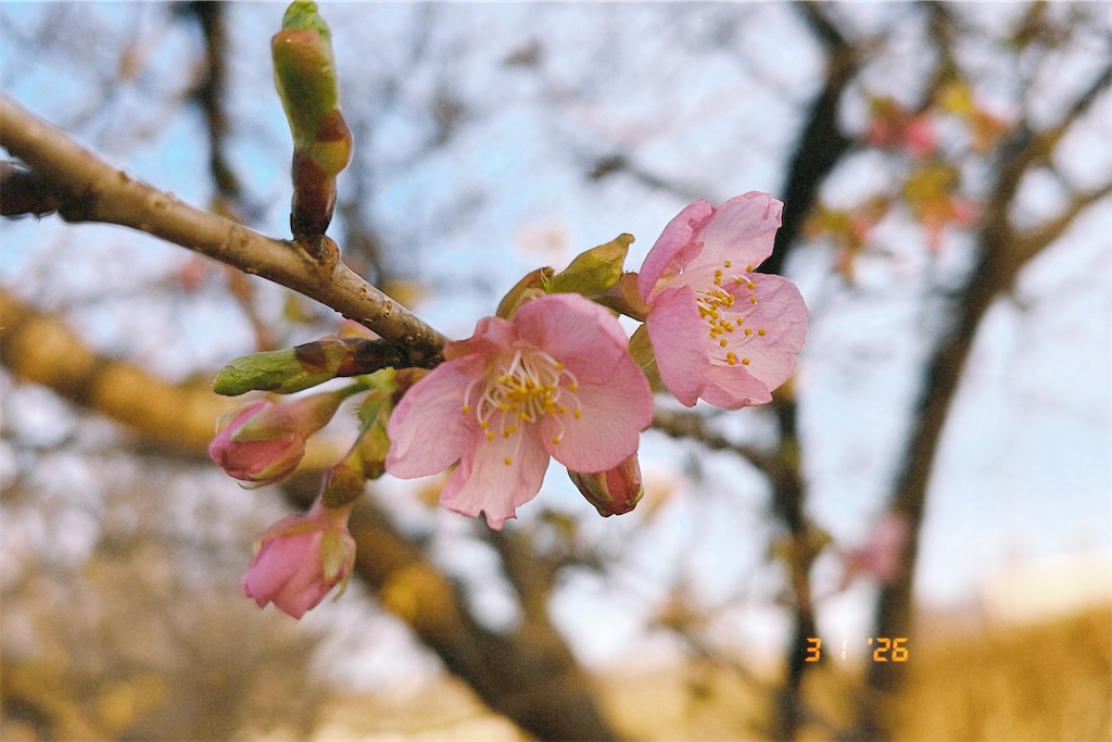 f:id:matankichiy:20260302000005j:image