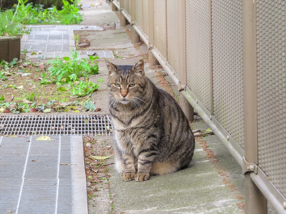 続 谷中の猫 東京観光 マタタビの実