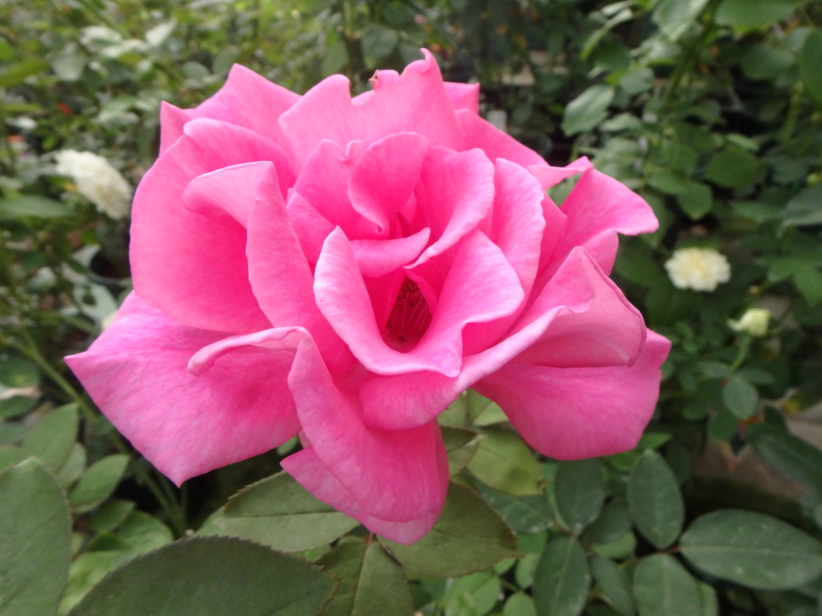 f:id:matatabibakari:20191005201201j:plain f:id:matatabibakari:20191005201201j:plain