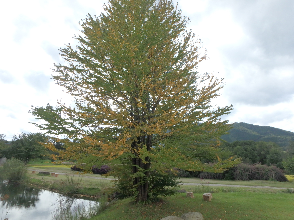 f:id:matatabibakari:20191005203206j:plain f:id:matatabibakari:20191005203206j:plain