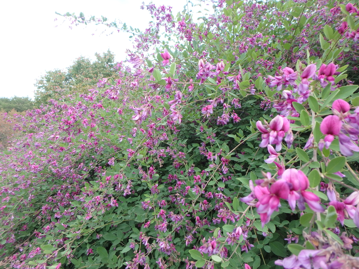 f:id:matatabibakari:20191005203619j:plain f:id:matatabibakari:20191005203619j:plain