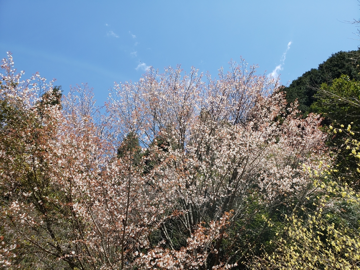 f:id:matcho-nature:20200418164633j:plain