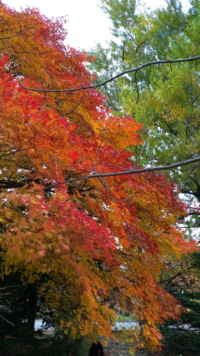 f:id:matetsu:20191103100020j:plain