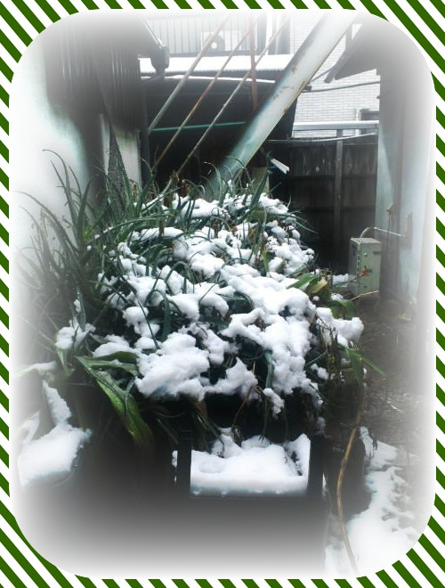 f:id:mathichen:20210512142853p:plain