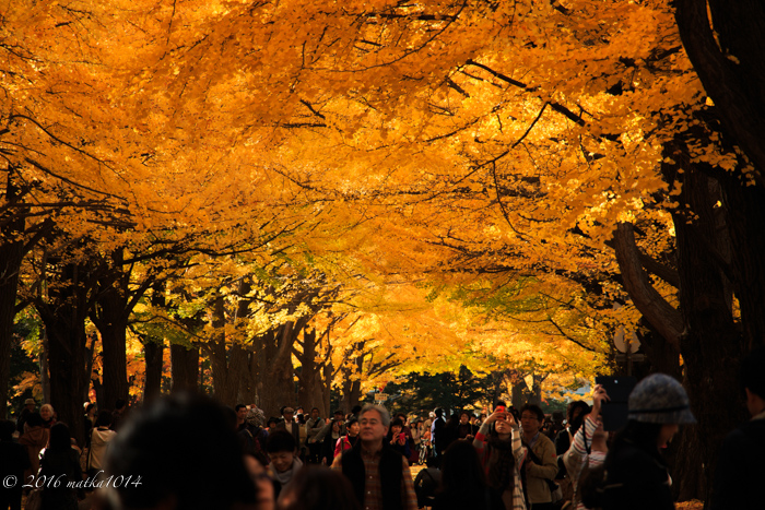 北海道大学のイチョウ並木