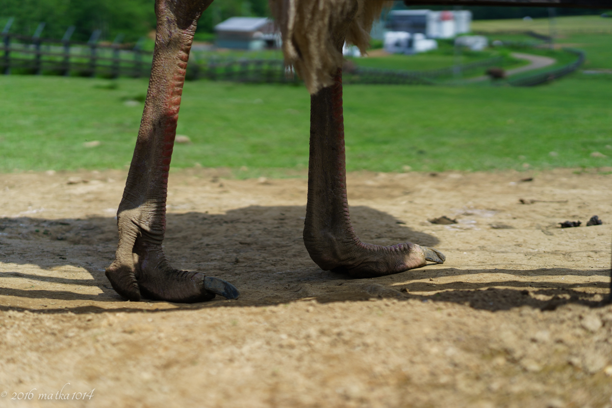 f:id:matka1014:20160616221901j:plain