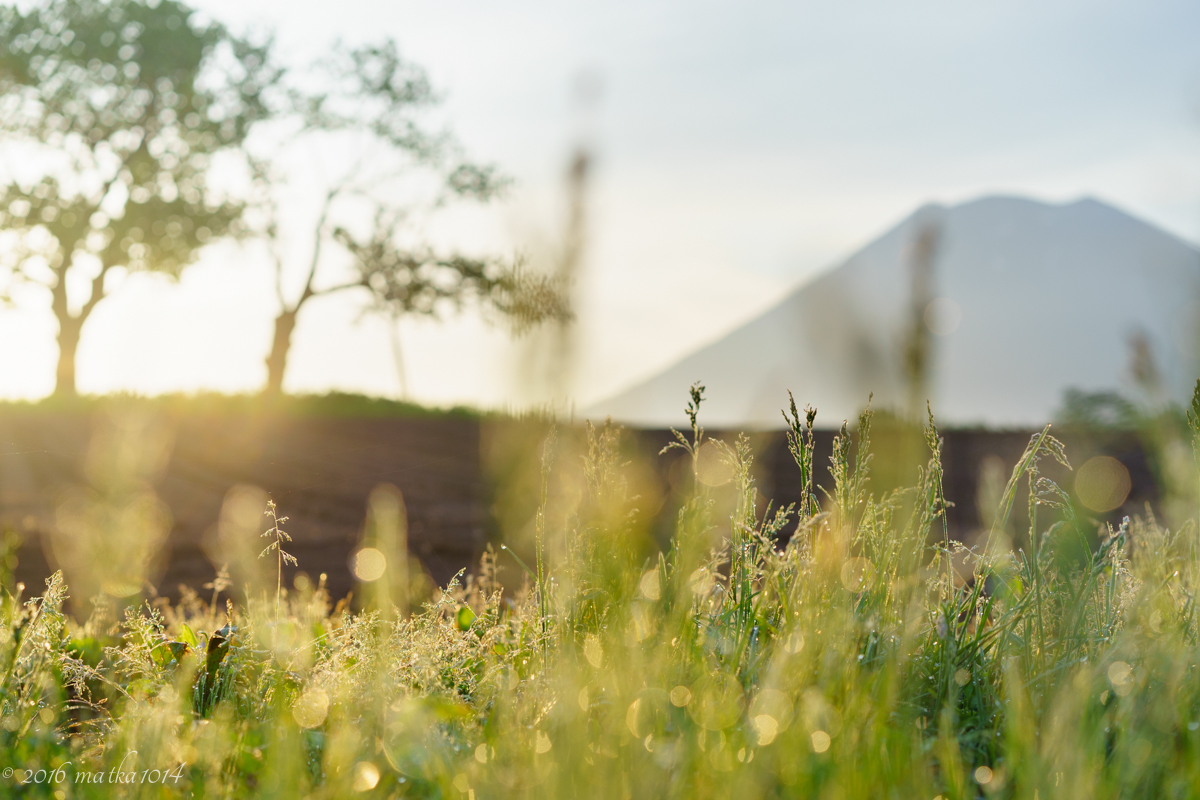 ニセコの朝焼け　羊蹄山