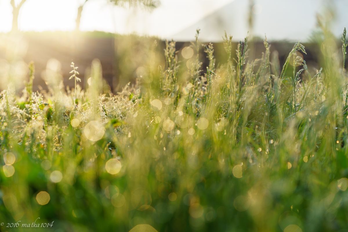 ニセコの朝焼け