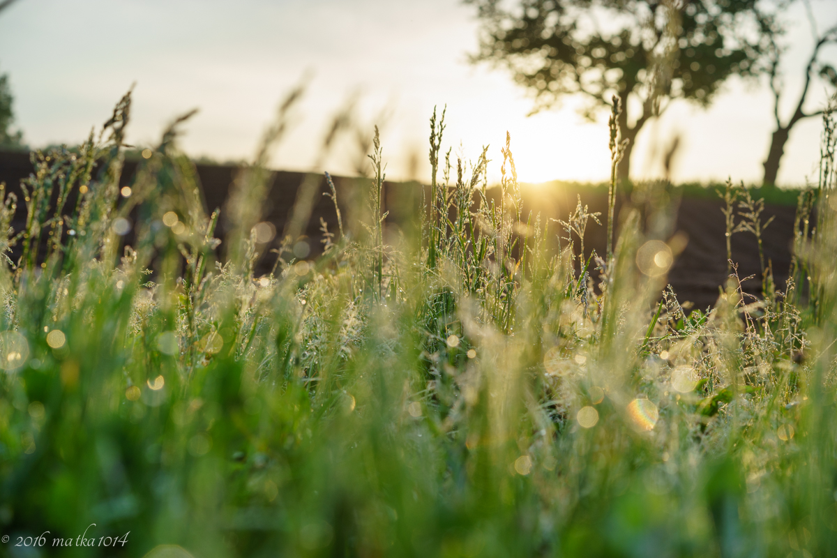 朝露と草とさくらんぼの木　ニセコ