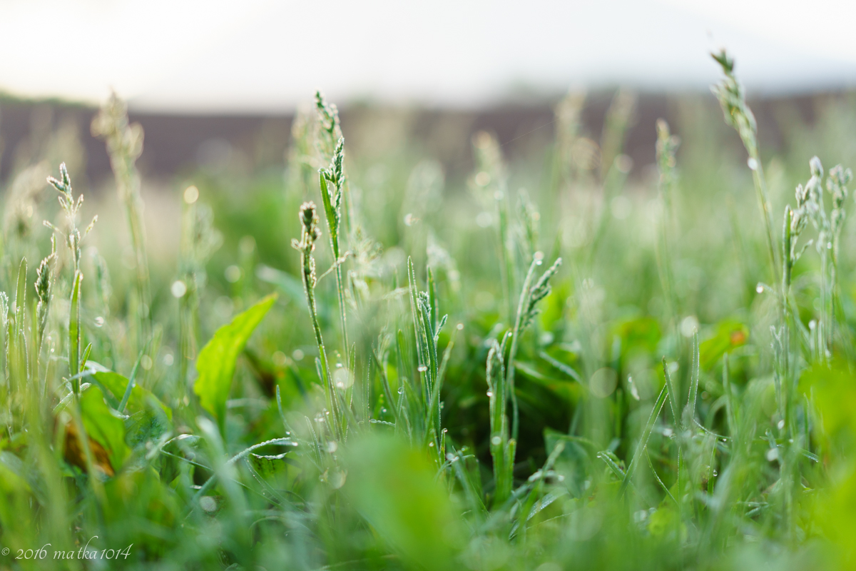朝露と草と玉ボケ
