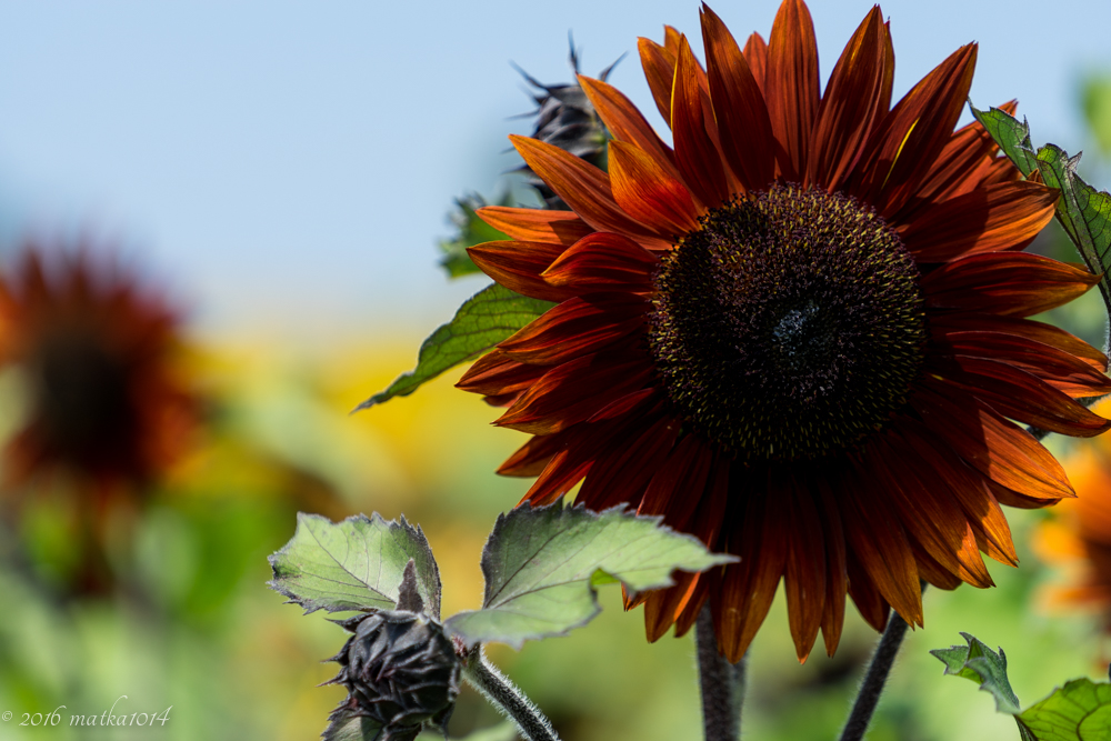 f:id:matka1014:20160807231429j:plain f:id:matka1014:20160807231429j:plain