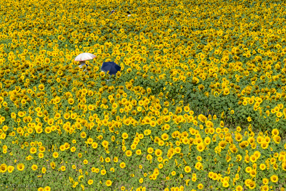 f:id:matka1014:20160807231439j:plain f:id:matka1014:20160807231439j:plain