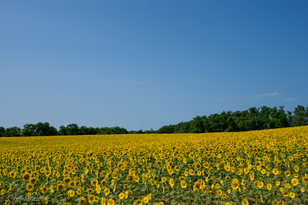 f:id:matka1014:20160807231446j:plain f:id:matka1014:20160807231446j:plain