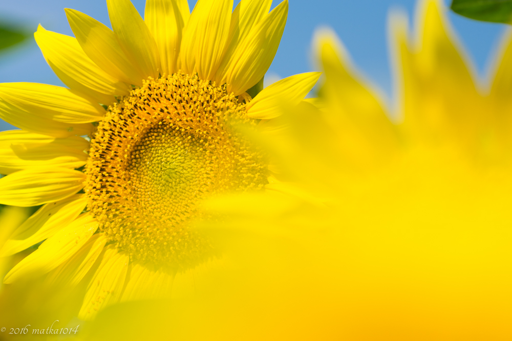 f:id:matka1014:20160807231448j:plain f:id:matka1014:20160807231448j:plain