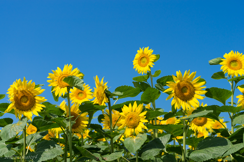 f:id:matka1014:20160807231449j:plain f:id:matka1014:20160807231449j:plain