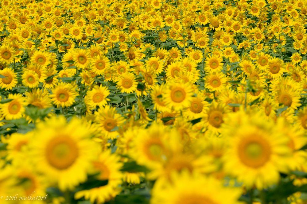 f:id:matka1014:20160807231453j:plain f:id:matka1014:20160807231453j:plain