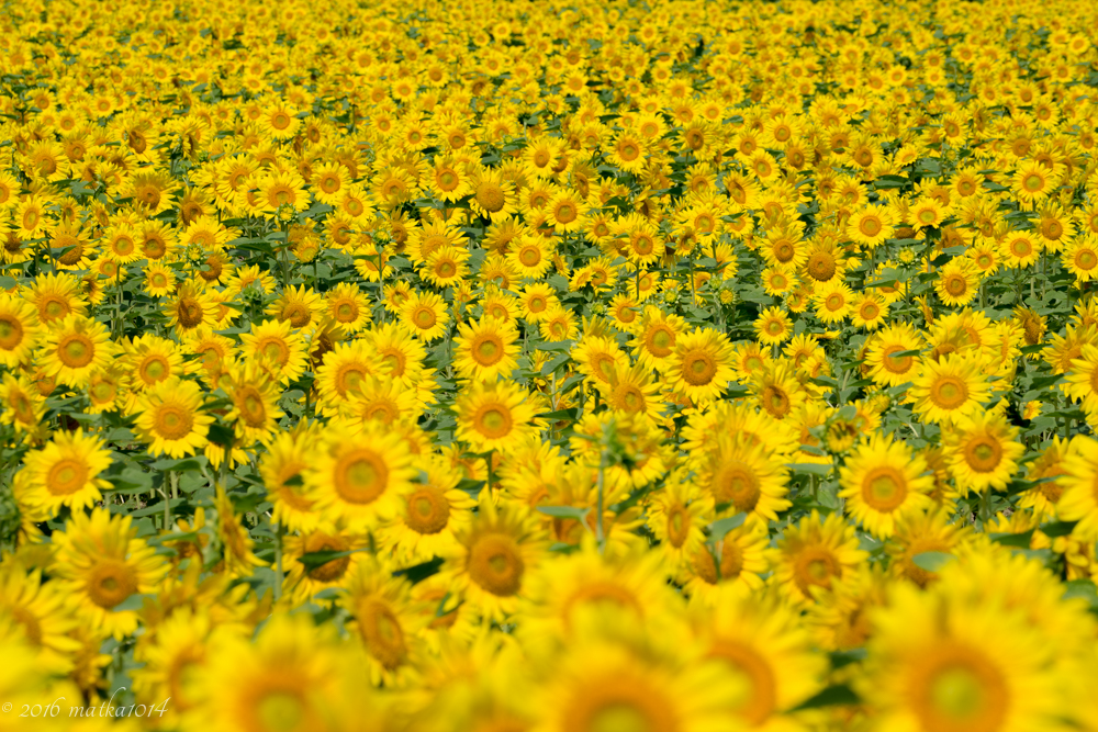 f:id:matka1014:20160807231454j:plain f:id:matka1014:20160807231454j:plain