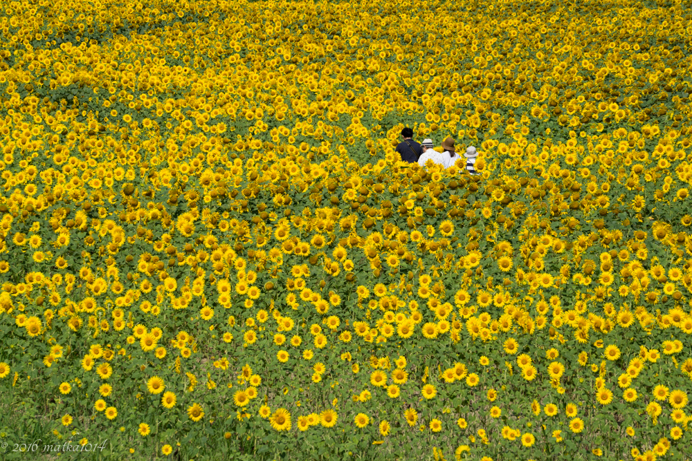 ひまわり ひまわり