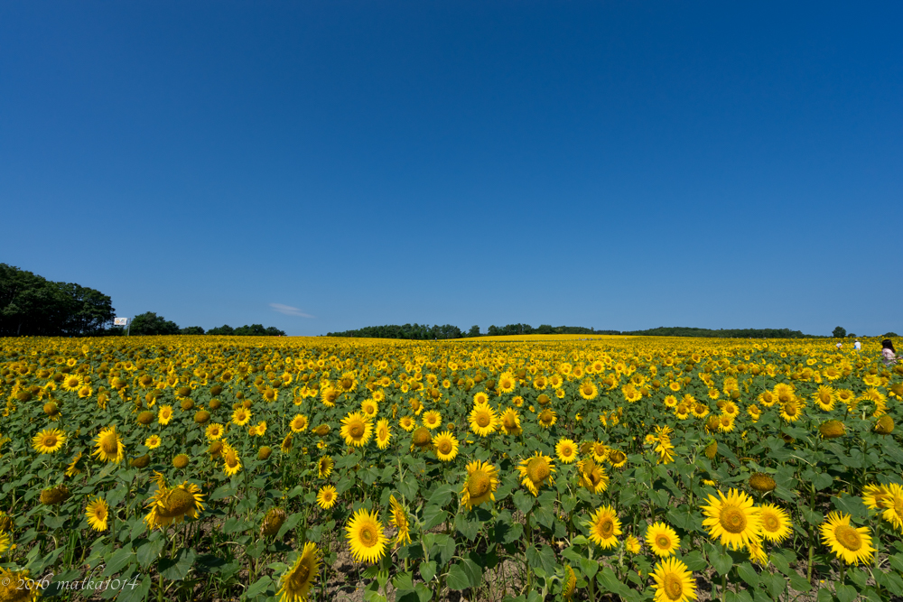 一面のひまわり 一面のひまわり