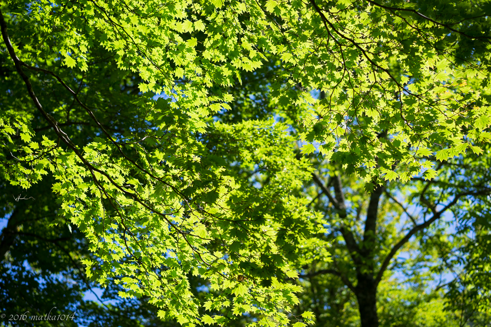 f:id:matka1014:20160901235124j:plain f:id:matka1014:20160901235124j:plain