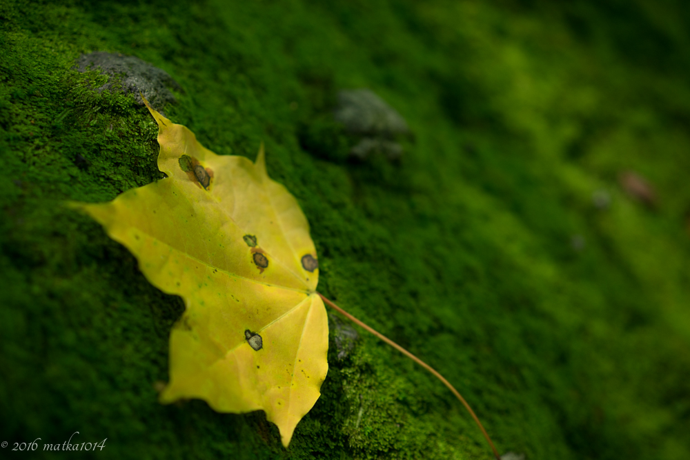 f:id:matka1014:20160901235126j:plain f:id:matka1014:20160901235126j:plain