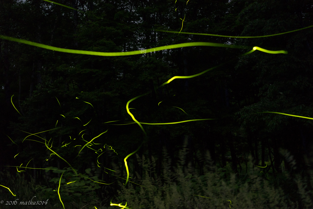 f:id:matka1014:20160901235129j:plain f:id:matka1014:20160901235129j:plain