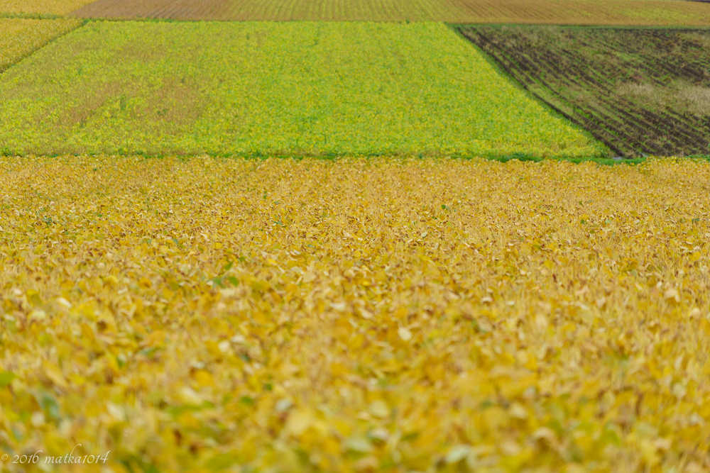 f:id:matka1014:20160918211220j:plain