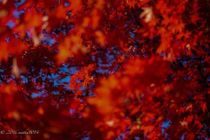 f:id:matka1014:20161007205244j:plain