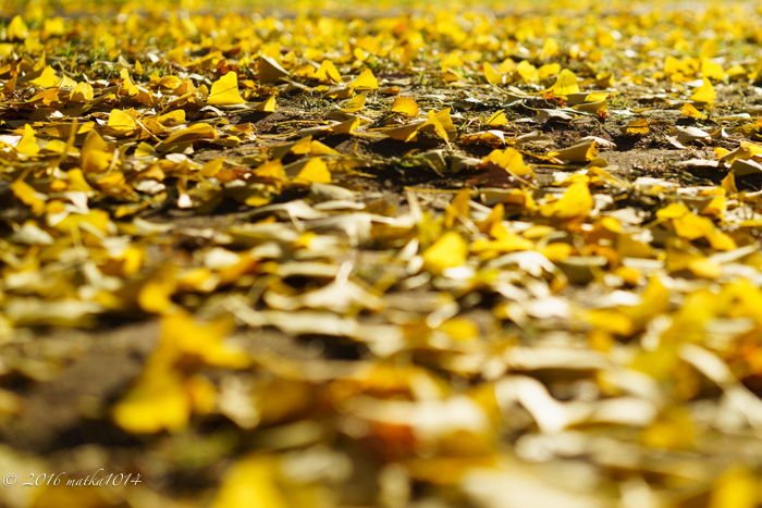 f:id:matka1014:20161007231015j:plain