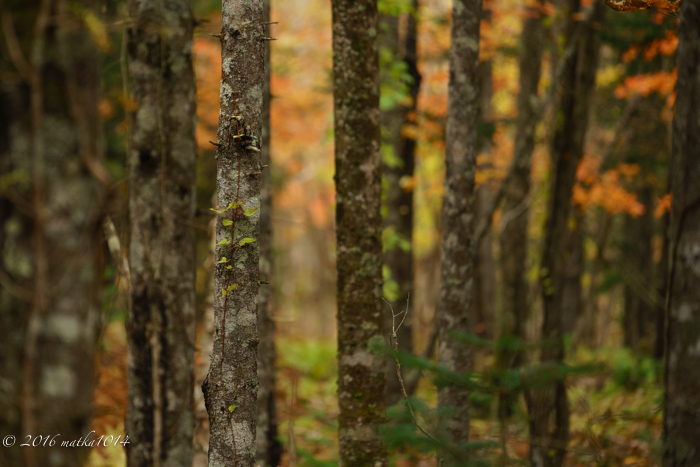 f:id:matka1014:20161022092839j:plain f:id:matka1014:20161022092839j:plain