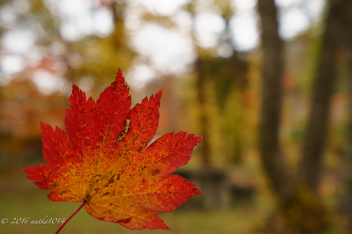 f:id:matka1014:20161022103046j:plain f:id:matka1014:20161022103046j:plain