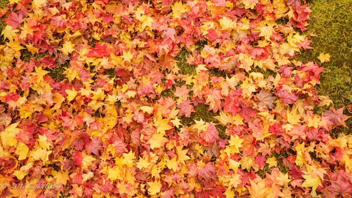 f:id:matka1014:20161022123334j:plain