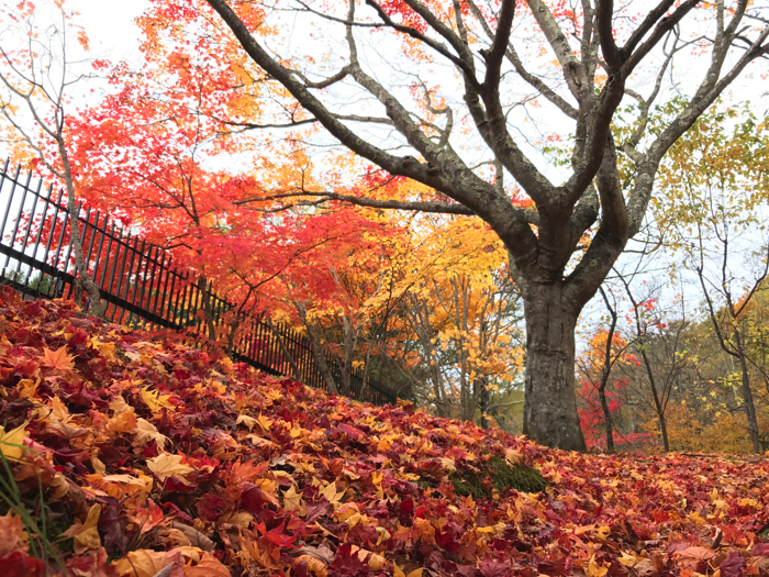 f:id:matka1014:20161022234529j:plain f:id:matka1014:20161022234529j:plain