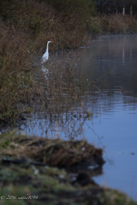 f:id:matka1014:20161023061507j:plain f:id:matka1014:20161023061507j:plain