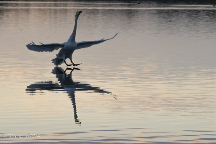 f:id:matka1014:20161023062105j:plain f:id:matka1014:20161023062105j:plain