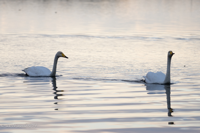 f:id:matka1014:20161023062130j:plain f:id:matka1014:20161023062130j:plain