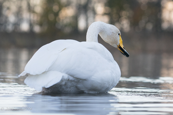 f:id:matka1014:20161023062239j:plain f:id:matka1014:20161023062239j:plain