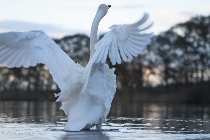 f:id:matka1014:20161023062243j:plain f:id:matka1014:20161023062243j:plain