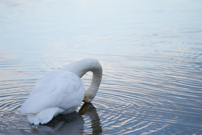 f:id:matka1014:20161023062330j:plain f:id:matka1014:20161023062330j:plain