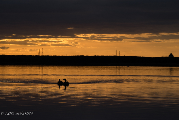 f:id:matka1014:20161023062415j:plain f:id:matka1014:20161023062415j:plain