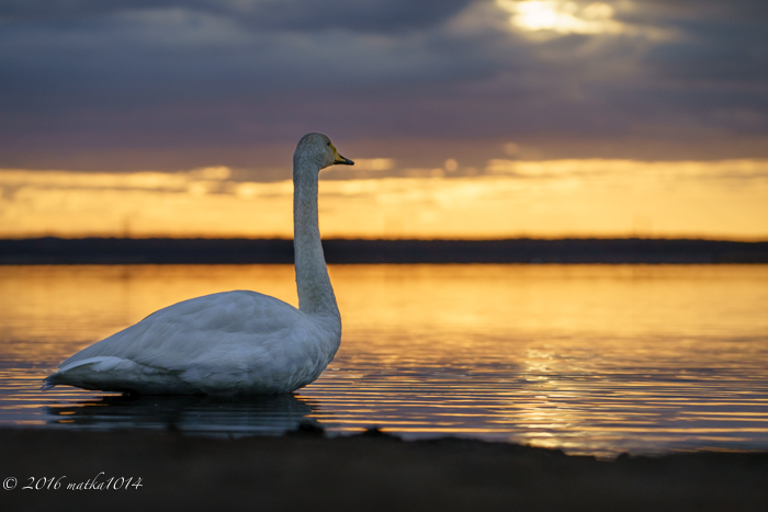 f:id:matka1014:20161023062544j:plain f:id:matka1014:20161023062544j:plain