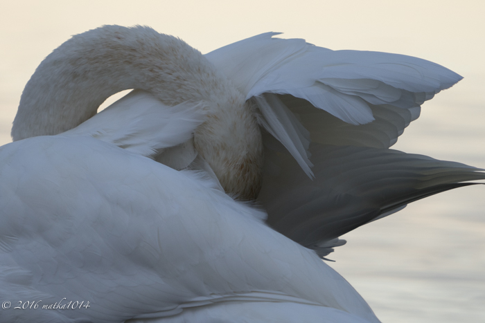 f:id:matka1014:20161023063333j:plain f:id:matka1014:20161023063333j:plain