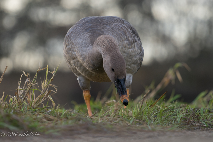 f:id:matka1014:20161023063958j:plain f:id:matka1014:20161023063958j:plain