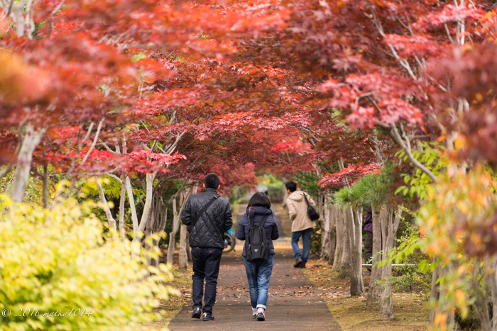 f:id:matka1014:20161023103029j:plain