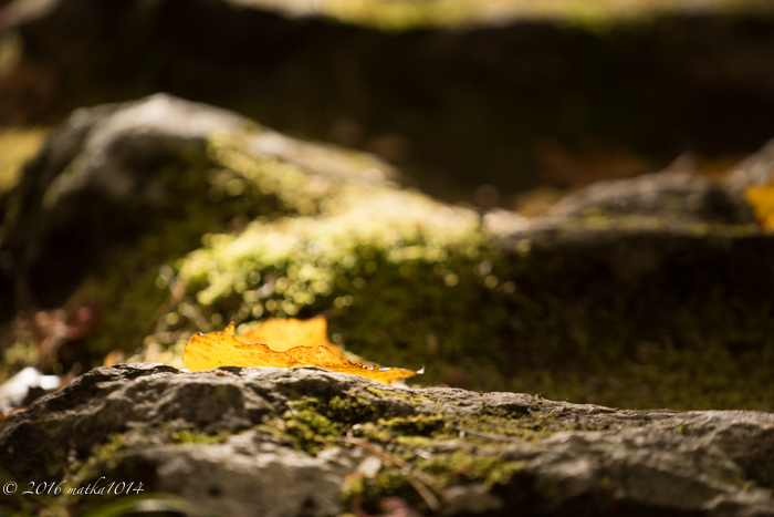 f:id:matka1014:20161023114047j:plain