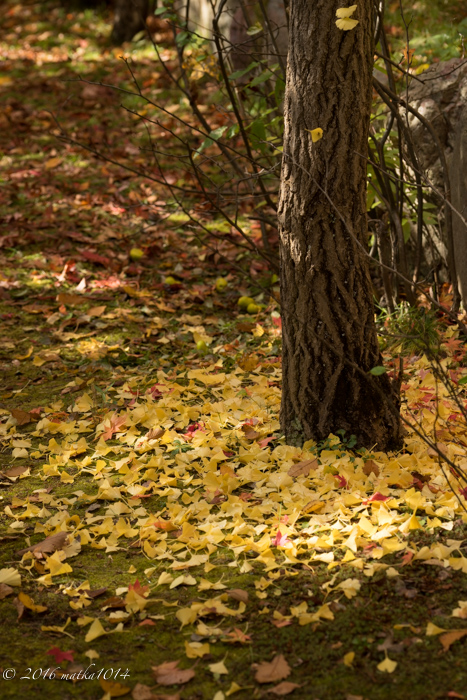 f:id:matka1014:20161023114314j:plain