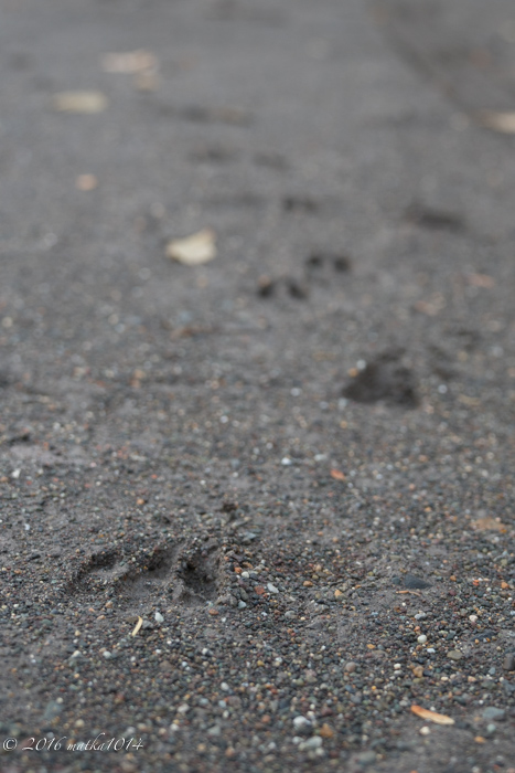 f:id:matka1014:20161119155237j:plain f:id:matka1014:20161119155237j:plain