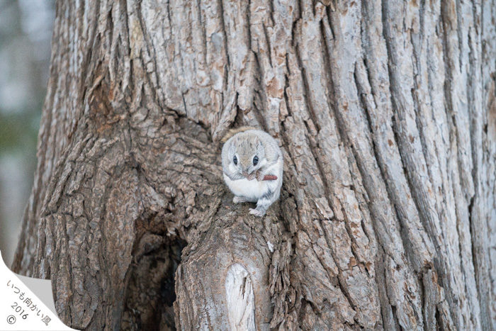 f:id:matka1014:20170421230533j:plain