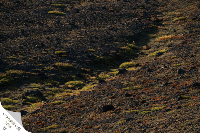 f:id:matka1014:20170911001409j:plain