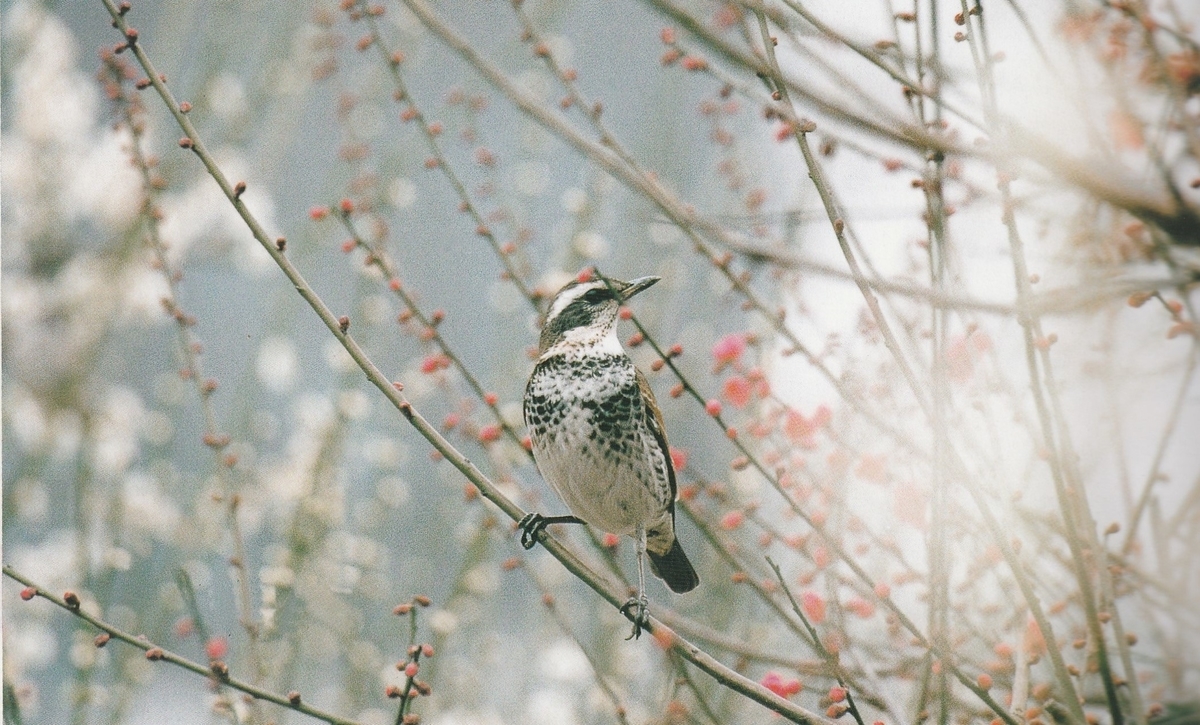 f:id:matmkanehara:20191002082104j:plain f:id:matmkanehara:20191002082104j:plain